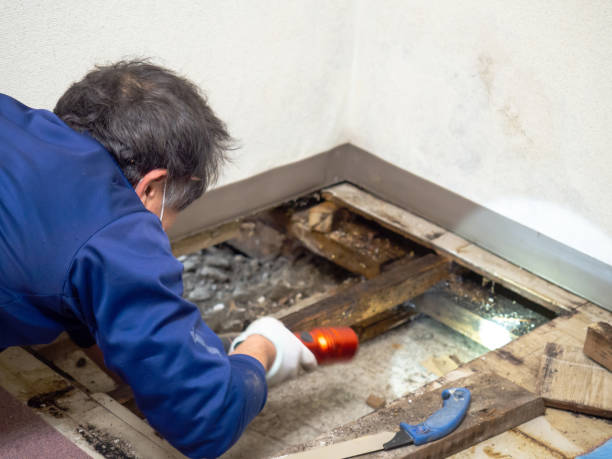 Best Professional Mold Removal  in Parrish, AL