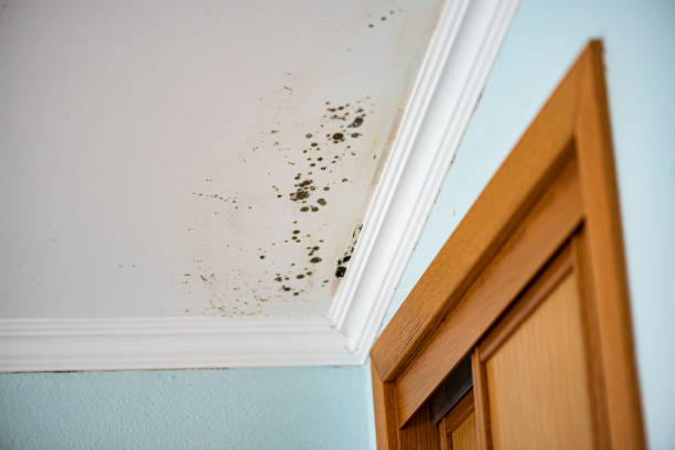 Trusted Parrish, AL Mold Removal Experts