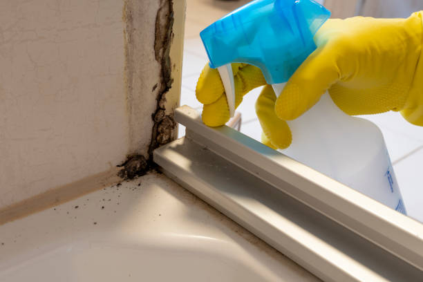 Best Same-Day Mold Removal  in Parrish, AL