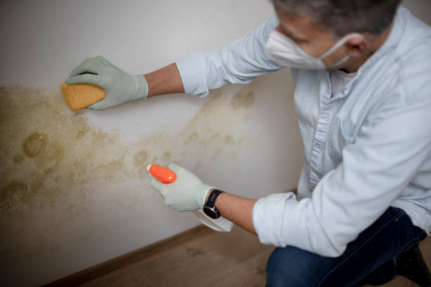 Best Best Mold Removal Companies  in Parrish, AL