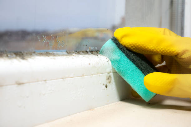 Home Mold Removal in Parrish, AL