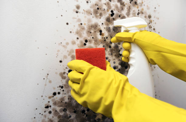 Best Emergency Mold Removal  in Parrish, AL