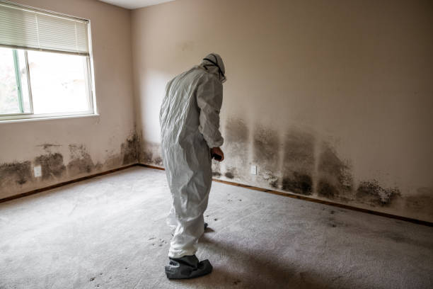 Best Attic Mold Removal  in Parrish, AL