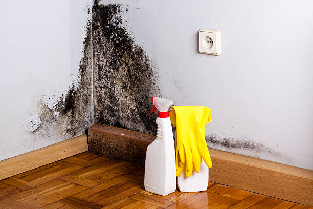 Best Certified Mold Removal  in Parrish, AL