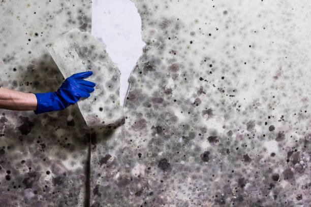 Mold Removal and Inspection in Parrish, AL